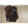 Image 3 : Texas Bison Shoulder Mount