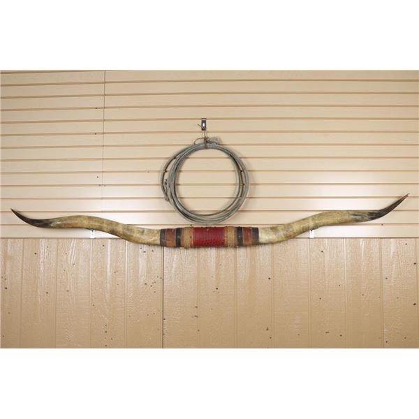 Longhorn Steer Horns