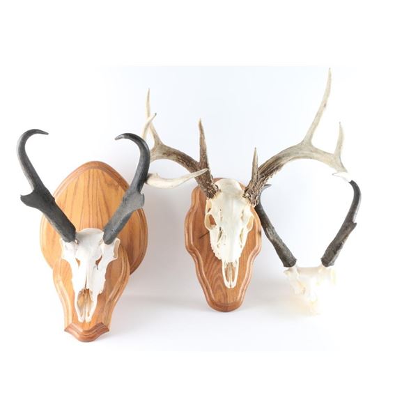 Lot of 3 Mounts