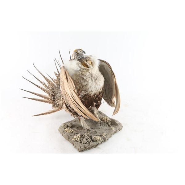 Bird Mount