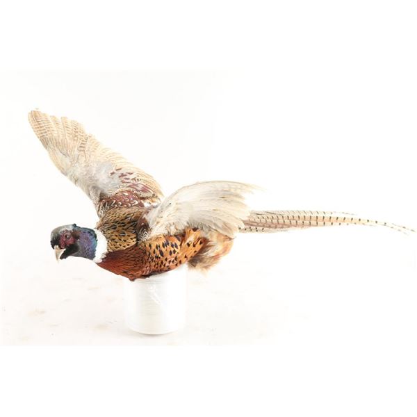 Bird Mount