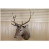 Image 1 : 6x6 Rocky Mountain Elk Mount