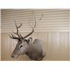 Image 2 : 6x6 Rocky Mountain Elk Mount