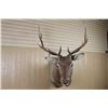 Image 3 : 6x6 Rocky Mountain Elk Mount