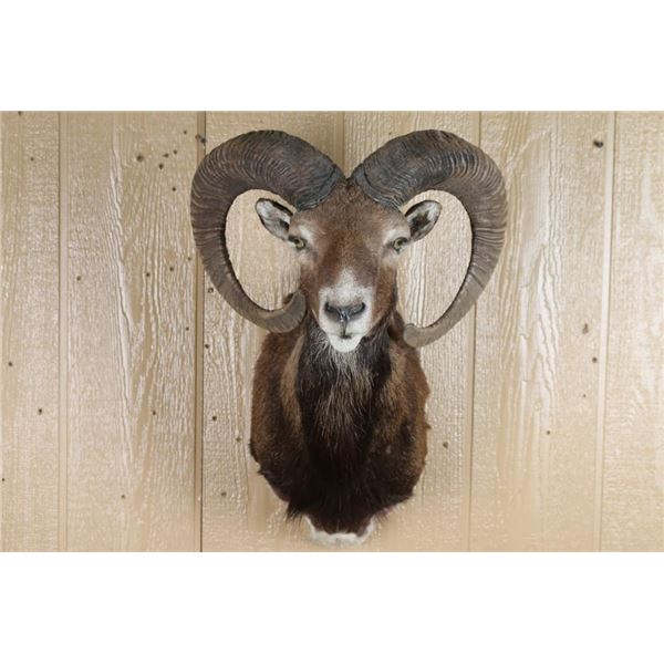 Shoulder Mount Mouflon