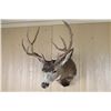 Image 1 : Mule Deer Shoulder Mount