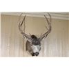 Image 2 : Mule Deer Shoulder Mount