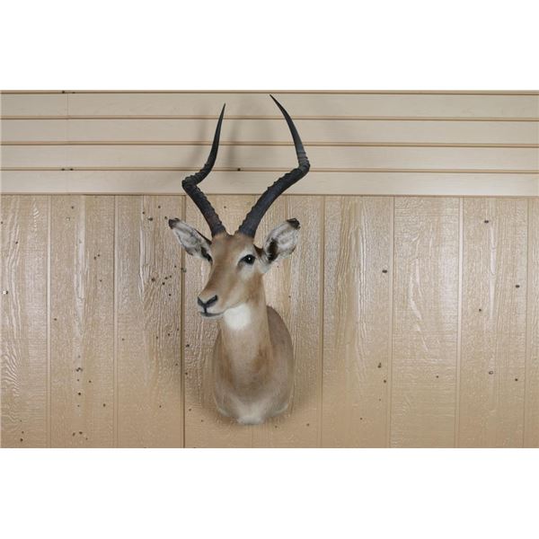 Impala Shoulder Mount