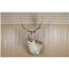 Image 1 : Fallow Deer Shoulder Mount