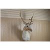 Image 2 : Fallow Deer Shoulder Mount