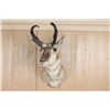 Image 1 : Pronghorn Shoulder Mount