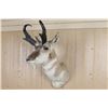 Image 2 : Pronghorn Shoulder Mount