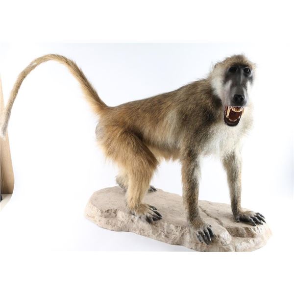 Full Body Baboon Taxidermy Mount
