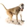 Image 6 : Full Body Baboon Taxidermy Mount