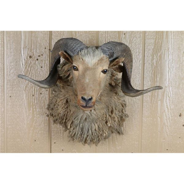 Lot of 2 Mounts