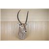 Image 1 : Water Buck Mount