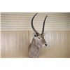 Image 2 : Water Buck Mount