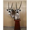 Image 2 : African Game Animal Mount