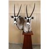 Image 3 : African Game Animal Mount