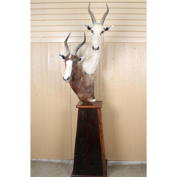 African Game Animal Mount