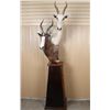 Image 2 : African Game Animal Mount