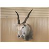Image 1 : African Game Animal Mount