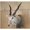 Image 2 : African Game Animal Mount