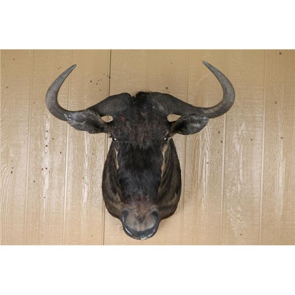 African Game Animal Mount