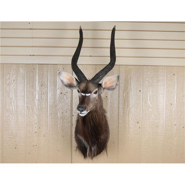 African Game Animal Mount
