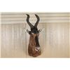 Image 1 : African Game Animal Mount