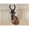 Image 2 : African Game Animal Mount