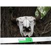 Image 1 : Buffalo Skull