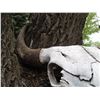 Image 2 : Buffalo Skull