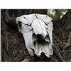 Image 4 : Buffalo Skull