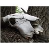 Image 5 : Buffalo Skull