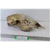 Image 1 : Animal Skull