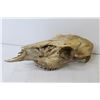 Image 3 : Animal Skull