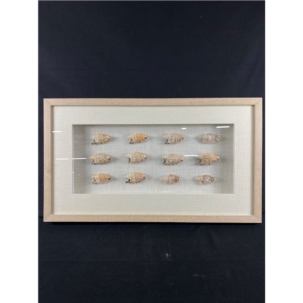 Nice Wood Framed & Glass,  Sea Shell Display  Shadow Box. NO SHIPPING. Approx. 27 1/2" x 15 3/4" x 2