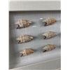 Image 2 : Nice Wood Framed & Glass,  Sea Shell Display  Shadow Box. NO SHIPPING. Approx. 27 1/2" x 15 3/4" x 2