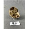 Image 1 : Ammonite Fossil (Morocco) MSRP $380.00