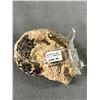 Image 3 : Ammonite Fossil (Morocco) MSRP $380.00