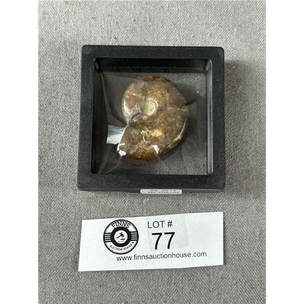 Ammonite Fossil Specimen MSRP $180.00