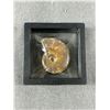 Image 2 : Ammonite Fossil Specimen MSRP $180.00