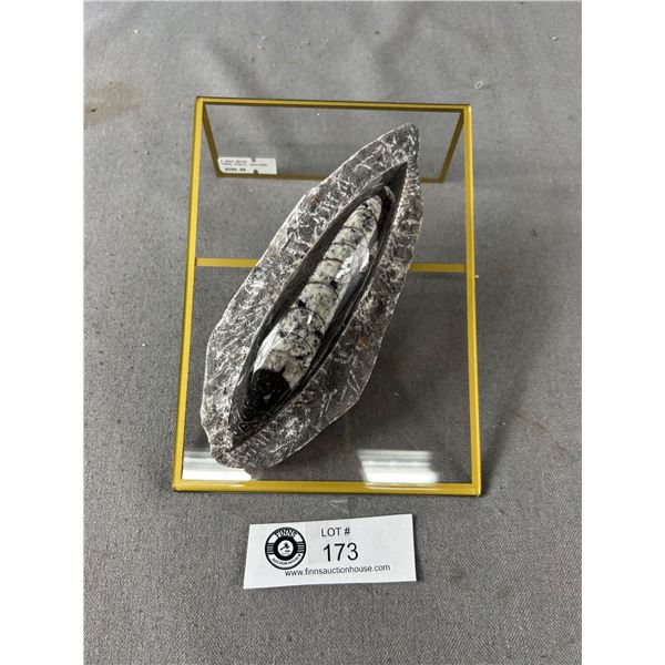 7" Orthoceras Fossil Specimen MSRP $500.00