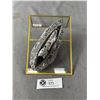 Image 1 : 7" Orthoceras Fossil Specimen MSRP $500.00