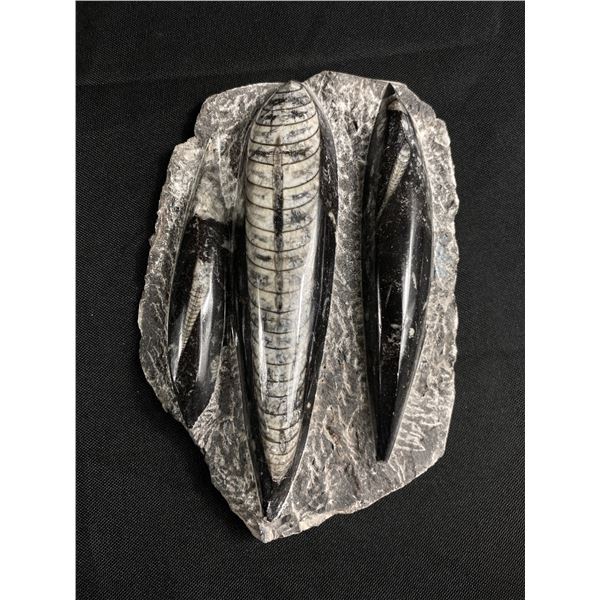 6" Othoceras Fossil Plaque. MSRP $800.00