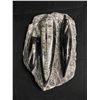 Image 1 : 6" Othoceras Fossil Plaque. MSRP $800.00