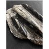 Image 2 : 6" Othoceras Fossil Plaque. MSRP $800.00