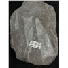 Image 3 : 6" Othoceras Fossil Plaque. MSRP $800.00