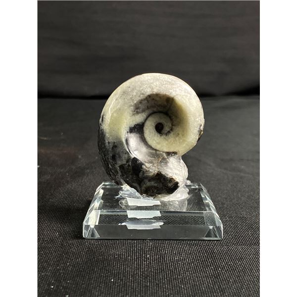 Ammonite Othoceras Fossil MSRP $249.00